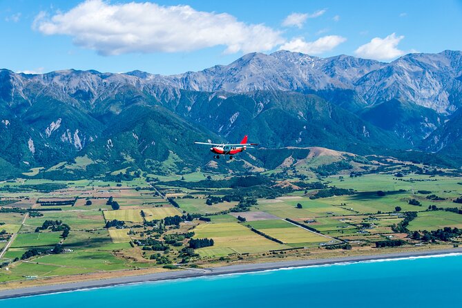 Kaikōura Whale Watching Scenic Flight (40 Minutes) - Whales, dolphins, and the luck factor