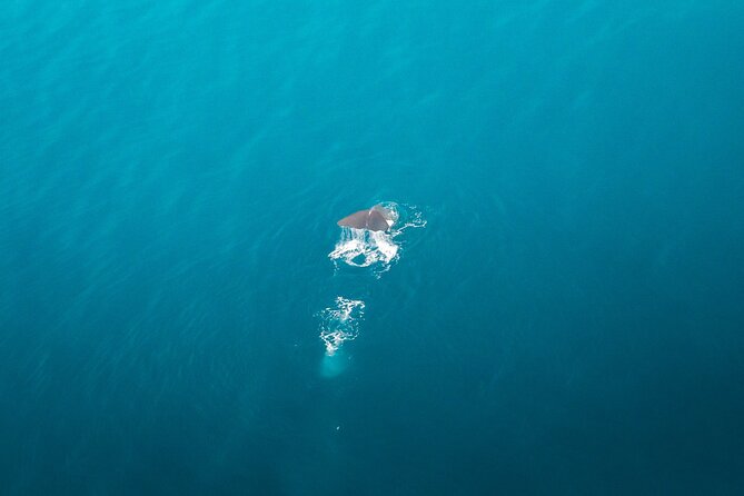 Kaikōura Whale Watching Scenic Flight (40 Minutes) - The pilot makes a large difference