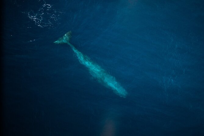 Kaikōura Whale Watching Scenic Flight (40 Minutes) - Price and value at $170.66