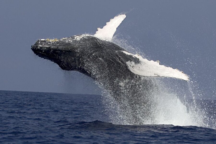 Kailua Kona: Humpback Whale Watching Adventure Cruise - What the 150-minute route feels like