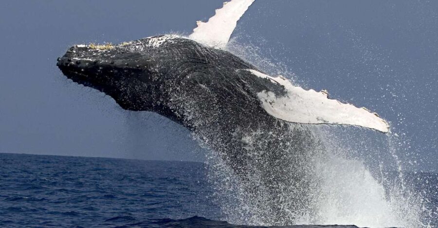 Kailua Kona: Humpback Whale Watching Adventure Cruise - The whale watching itself, from first sighting to repeat surfaces