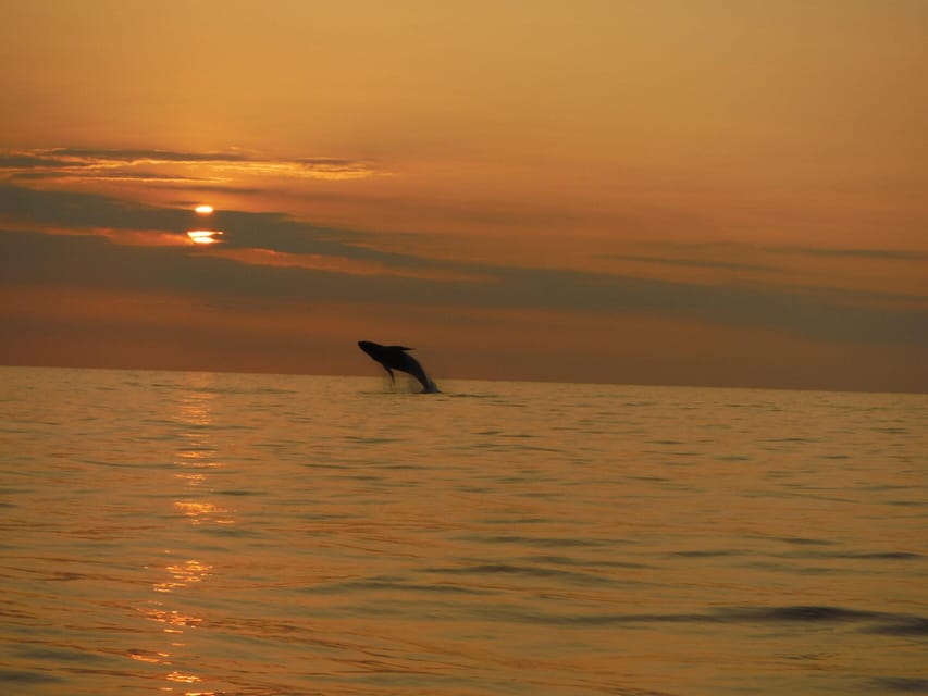 Kailua-Kona: Pacific Humpback Whale Watch Excursion - Key points to know before booking