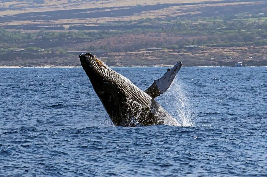 Kailua-Kona: Pacific Humpback Whale Watch Excursion - Setting out from Honokohau Small Boat Harbor