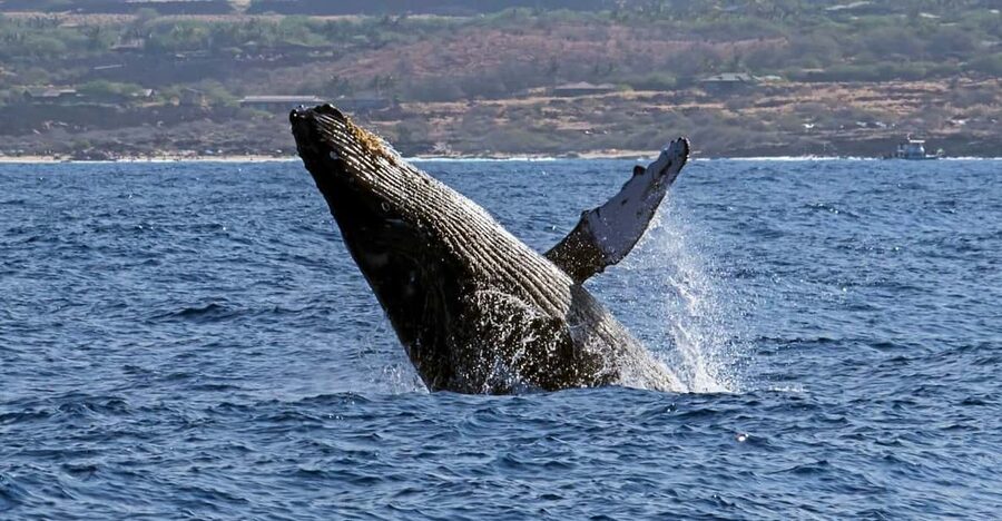 Kailua-Kona: Pacific Humpback Whale Watch Excursion - Dolphins, local snacks, and the wider marine picture
