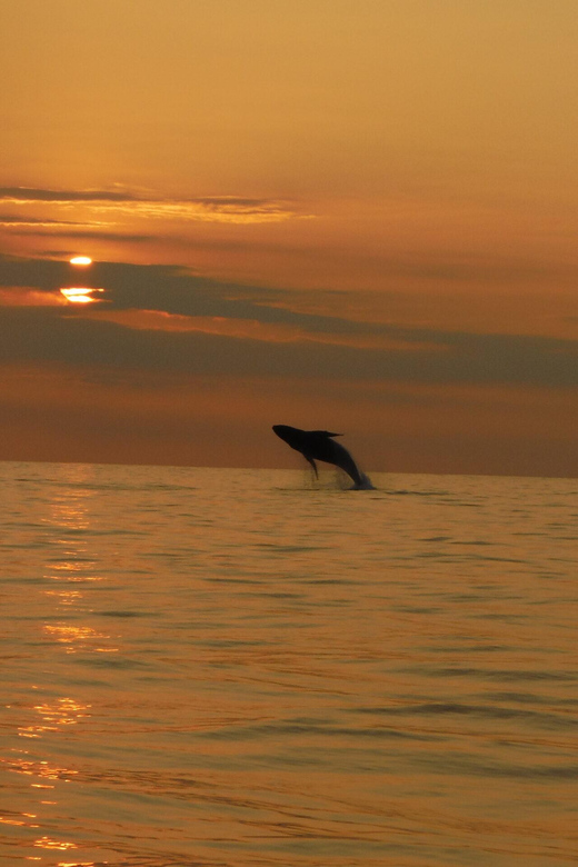 Kailua-Kona: Pacific Humpback Whale Watch Excursion - What the guide adds to the two-hour viewing period