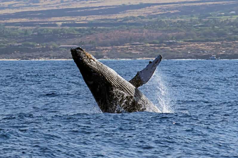 Kailua-Kona: Pacific Humpback Whale Watch Excursion - Should you book the Kailua-Kona whale watch?