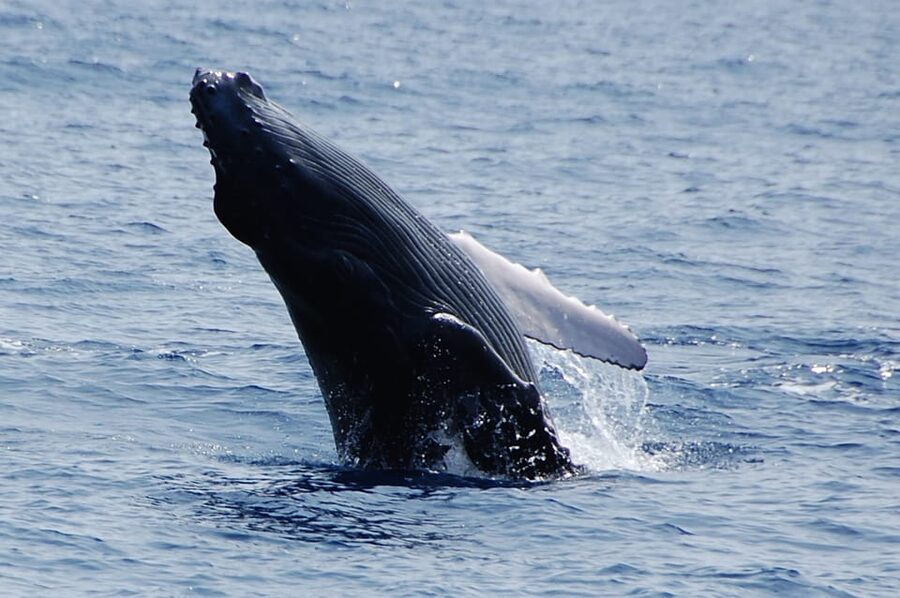 Kailua-Kona: Whale Watching Cruise on the Big Island - Key points before you book