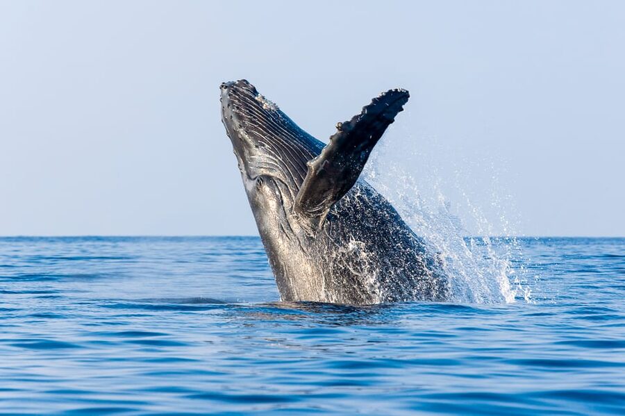 Kailua-Kona: Whale Watching Cruise on the Big Island - Why Hawaii is humpback country