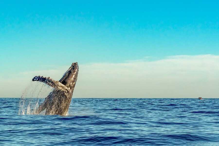 Kailua-Kona: Whale Watching Cruise on the Big Island - The first minutes on the 24-person catamaran