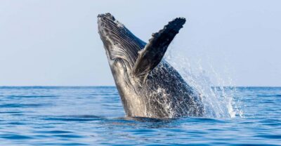 Kailua-Kona: Whale Watching Cruise on the Big Island