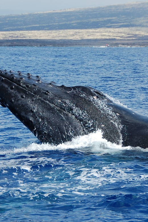 Kailua-Kona: Whale Watching Cruise on the Big Island - Searching the Kona coast for whales