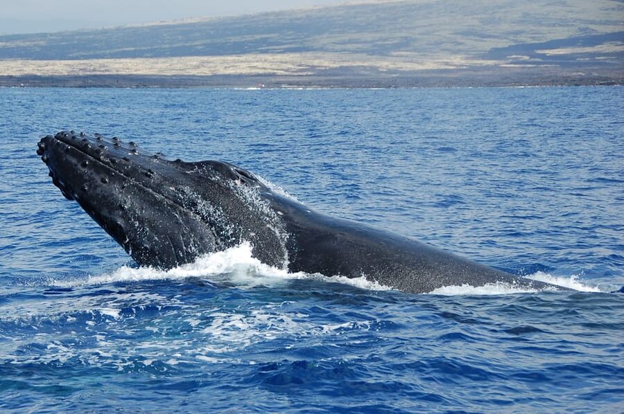 Kailua-Kona: Whale Watching Cruise on the Big Island - What you might see besides humpbacks