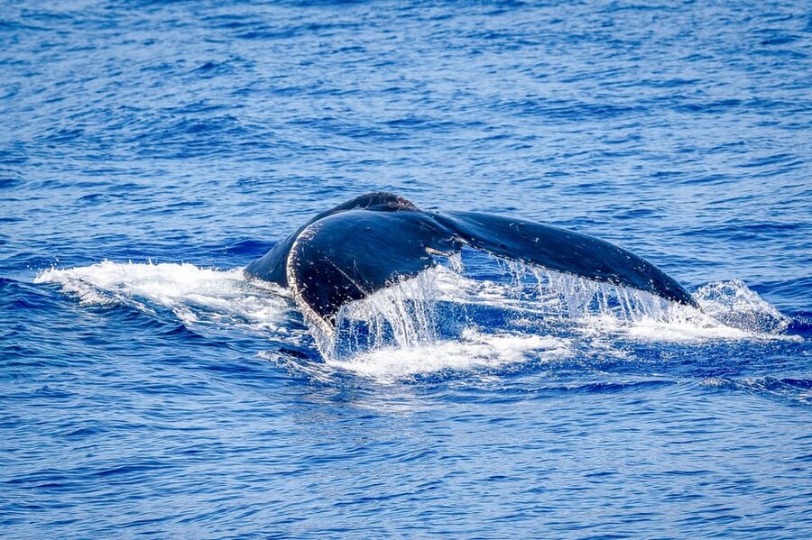 Kailua-Kona: Whale Watching Cruise on the Big Island - Snacks, drinks, and comfort on board