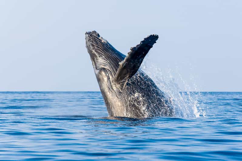 Kailua-Kona: Whale Watching Cruise on the Big Island - Is $115 a fair price?