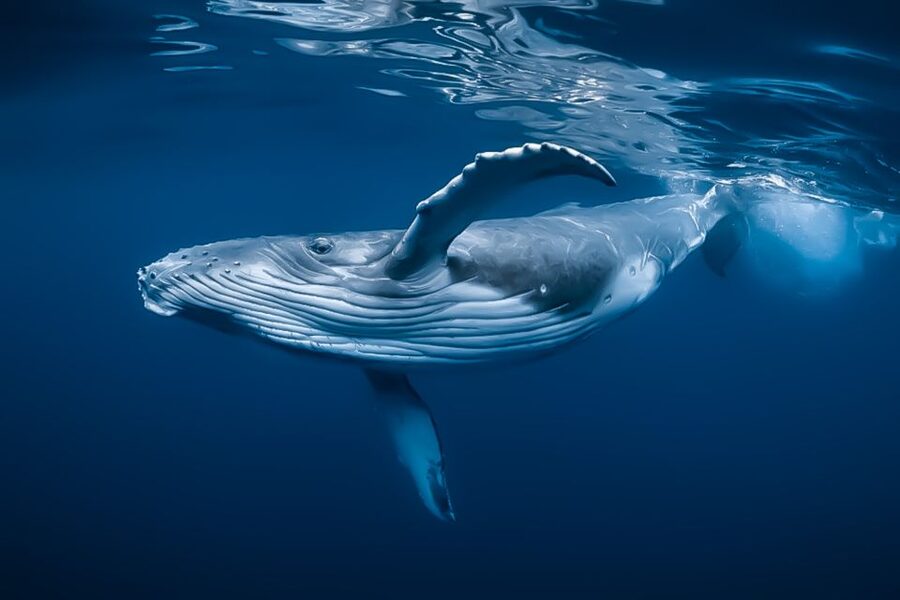Kalaoa: Big Island and Kona Midday Whale Watching Tour - Key points to know before boarding