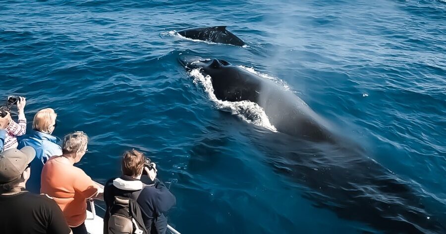 Kalaoa: Big Island and Kona Midday Whale Watching Tour - Setting out from Kalaoa and slip A17