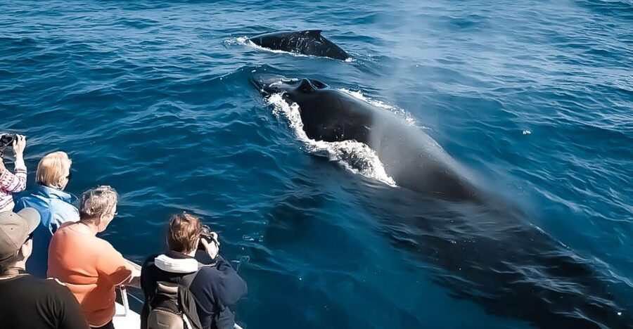 Kalaoa: Big Island and Kona Midday Whale Watching Tour - Understanding the Alaska to Hawaii migration