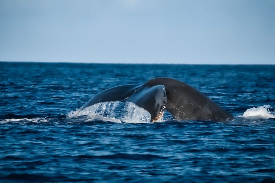 Kalaoa: Big Island and Kona Midday Whale Watching Tour - Should you book the Kibou whale-watching cruise?