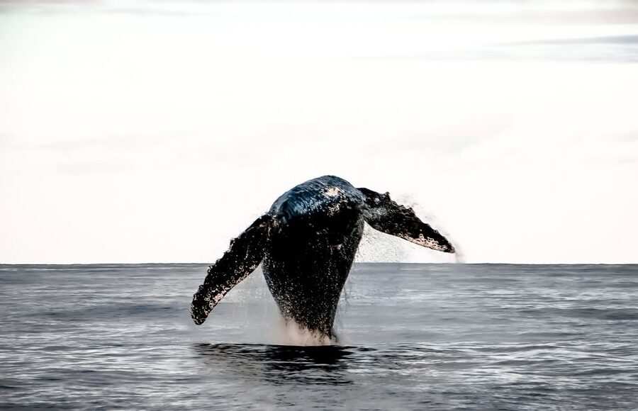 Kalaoa: Big Island and Kona Midday Whale Watching Tour - What the Kibou cruise feels like