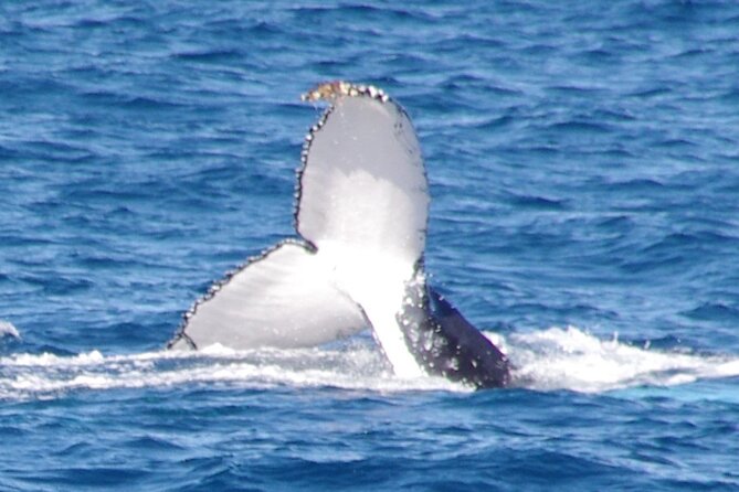 Kalbarri Whale Watching Tour - Key things to know before boarding Nebraska II