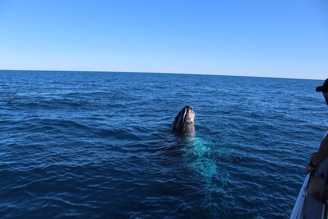 Kalbarri Whale Watching Tour - Why Gantheaume Bay makes a good whale-watching setting