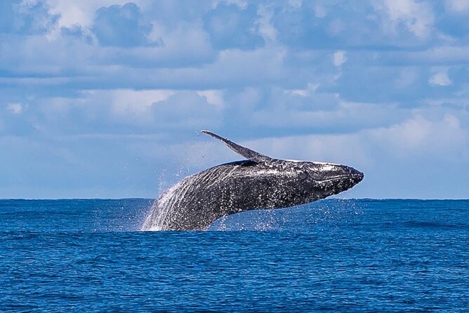 Kalbarri Whale Watching Tour - Nebraska II, views, and space to move