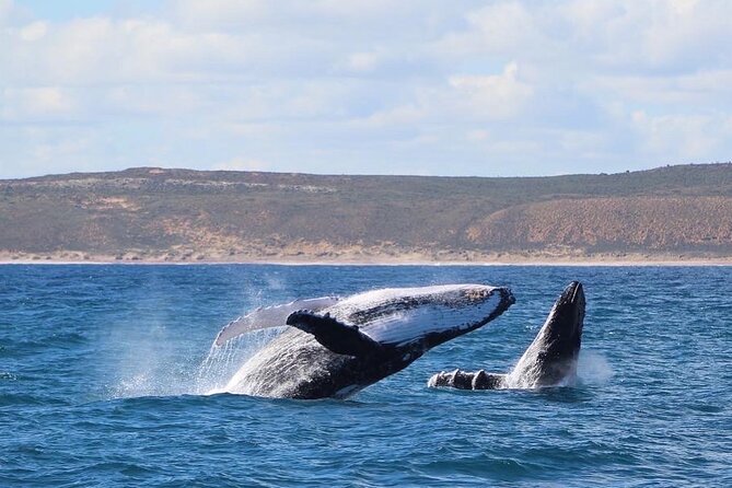 Kalbarri Whale Watching Tour - Bring your own brunch for a better morning