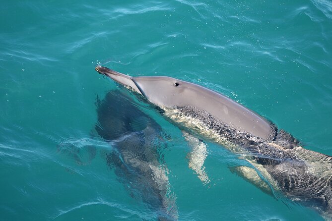 Kalbarri Whale Watching Tour - Choosing between 9:30 a.m. and 11:00 a.m.
