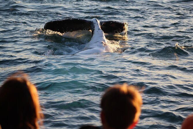 Kalbarri Whale Watching Tour - Is $57.38 good value?