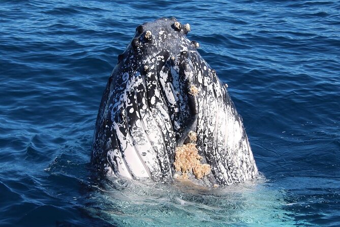 Kalbarri Whale Watching Tour - Who will enjoy this Kalbarri cruise?
