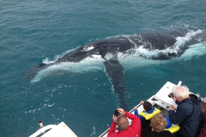 Kalbarri Whale Watching Tour Guided - Key points at a glance