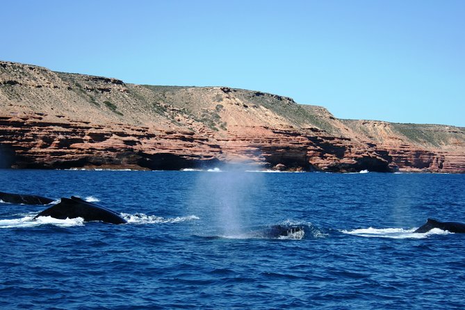 Kalbarri Whale Watching Tour Guided - Why the vessel and deck layout matter