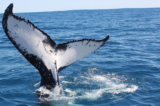 Kalbarri Whale Watching Tour Guided - What the crew adds to the experience