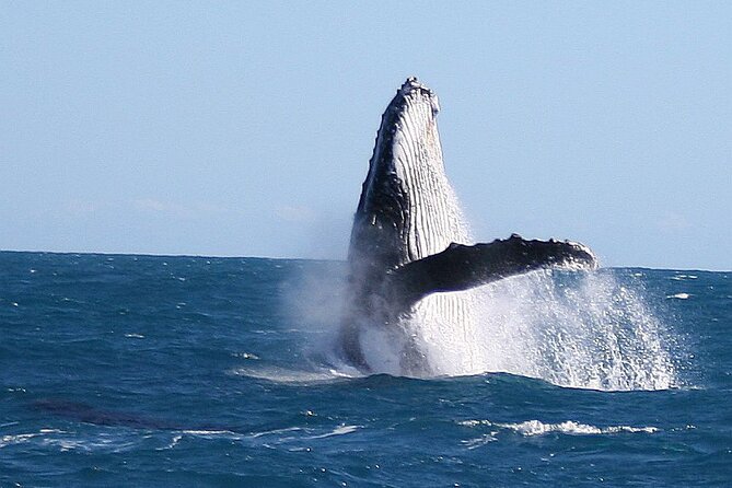 Kalbarri Whale Watching Tour Guided - Food, drinks, and onboard comfort