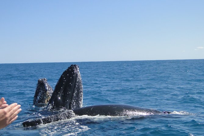 Kalbarri Whale Watching Tour Guided - Is $60.97 good value?