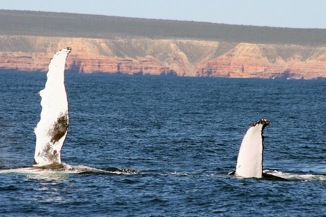 Kalbarri Whale Watching Tour Guided - Weather, cancellation, and timing advice
