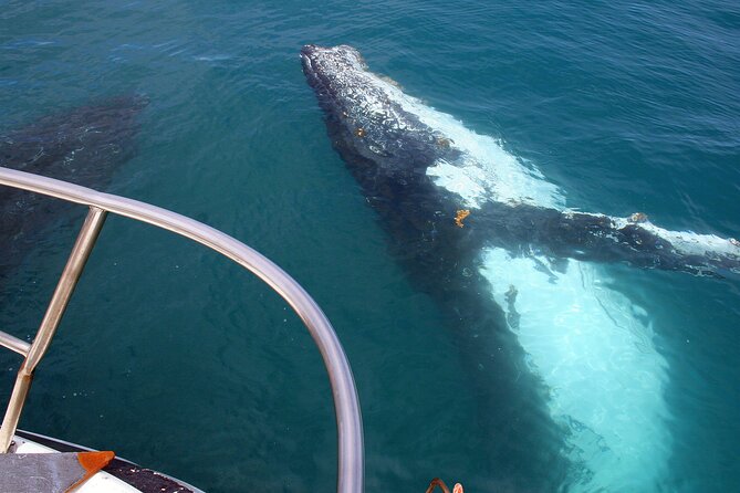 Kalbarri Whale Watching Tour Guided - What the June to August season means