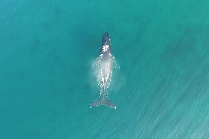 Kauai Raft Adventure: Whale Watch Discovery - Hearing whales through the hydrophone