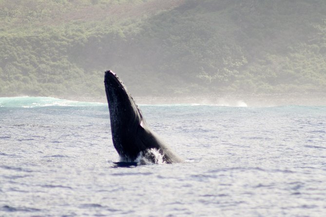 Kauai Raft Adventure: Whale Watch Discovery - What happens once you leave shore