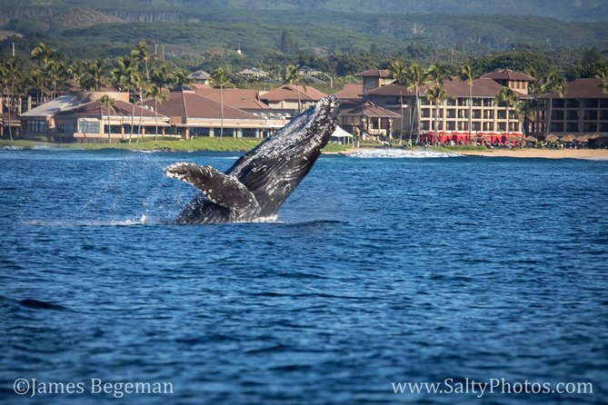 Kauai's South Side Whale and Dolphin Zodiac Boat Adventure - A fast start from Kukuiʻula Harbor