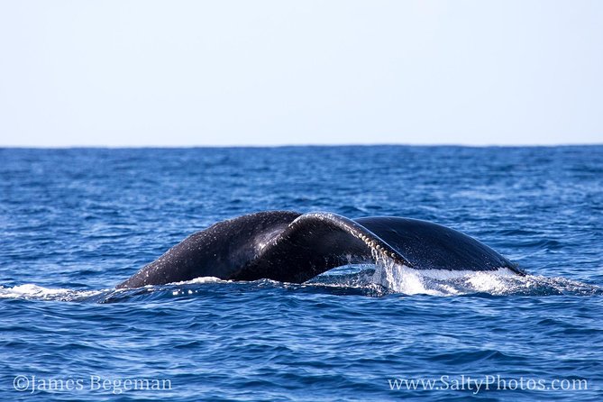 Kauai's South Side Whale and Dolphin Zodiac Boat Adventure - Dolphins, turtles, birds, and whale song