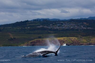 Kauai’s South Side Whale and Dolphin Zodiac Boat Adventure