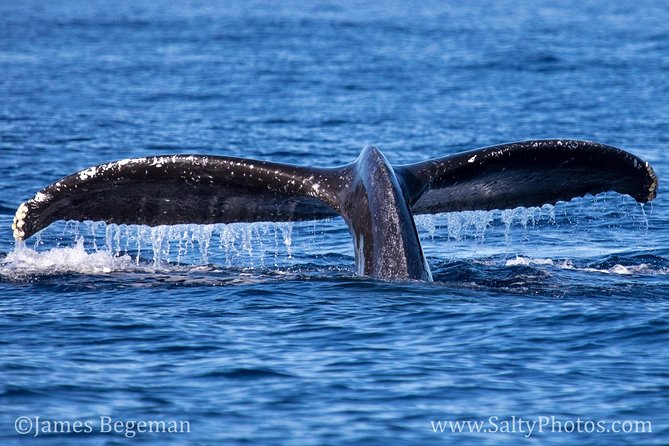 Kauai's South Side Whale and Dolphin Zodiac Boat Adventure - Why the small group matters
