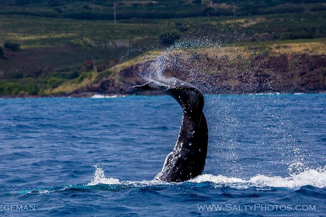 Kauai's South Side Whale and Dolphin Zodiac Boat Adventure - The real meaning of adventure boat