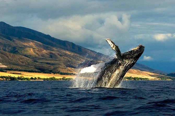 Kauai's South Side Whale and Dolphin Zodiac Boat Adventure - What the $158.43 price includes