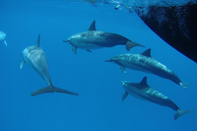 Kauai's South Side Whale and Dolphin Zodiac Boat Adventure - Choosing the best day and expectations