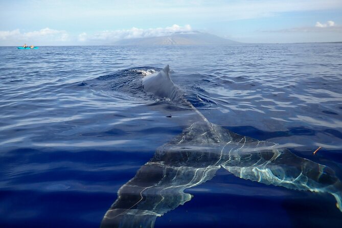Kayak and Whale Watching Tour - Key points at a glance