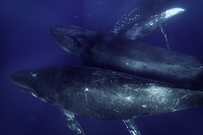 Kayak and Whale Watching Tour - Why Maui’s humpback season matters