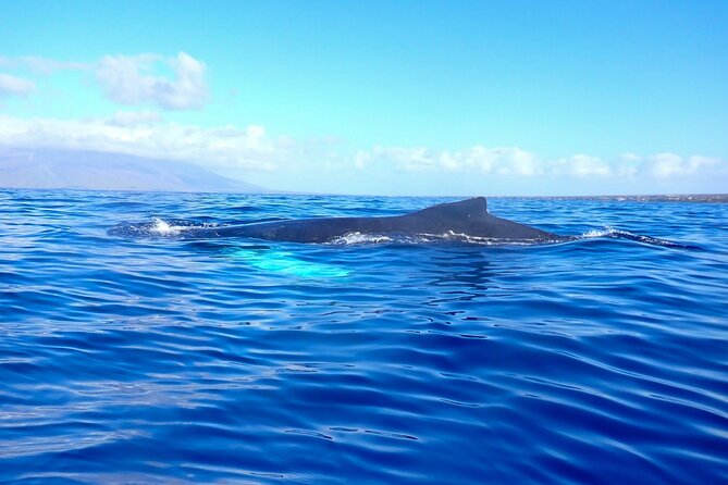 Kayak and Whale Watching Tour - Chris and the value of a good guide