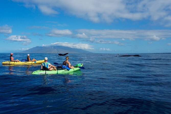 Kayak and Whale Watching Tour - The small group of eight
